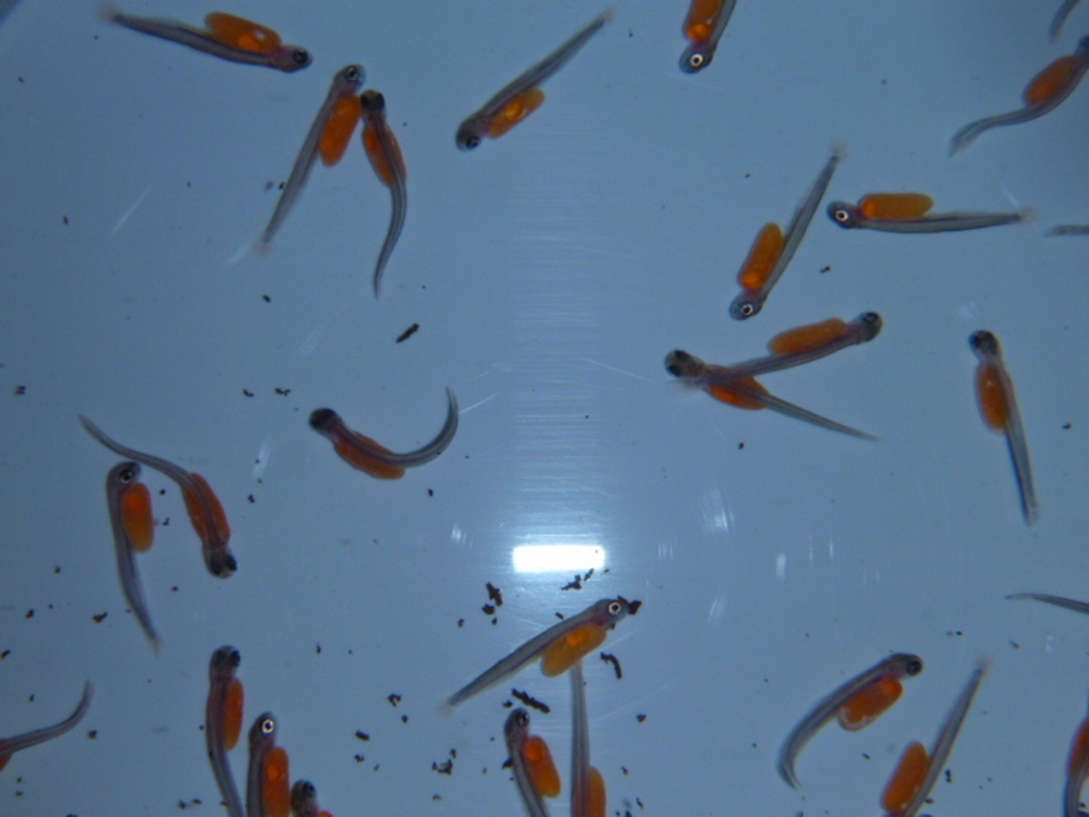 ヒメマス稚魚育成
