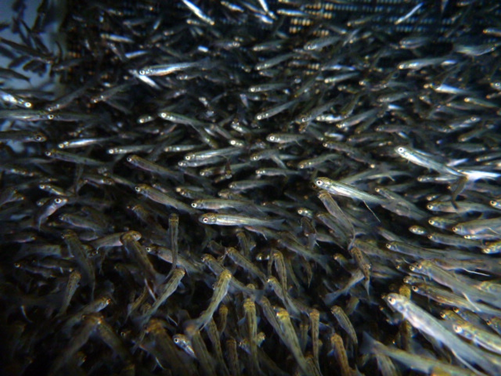 ヒメマス稚魚育成