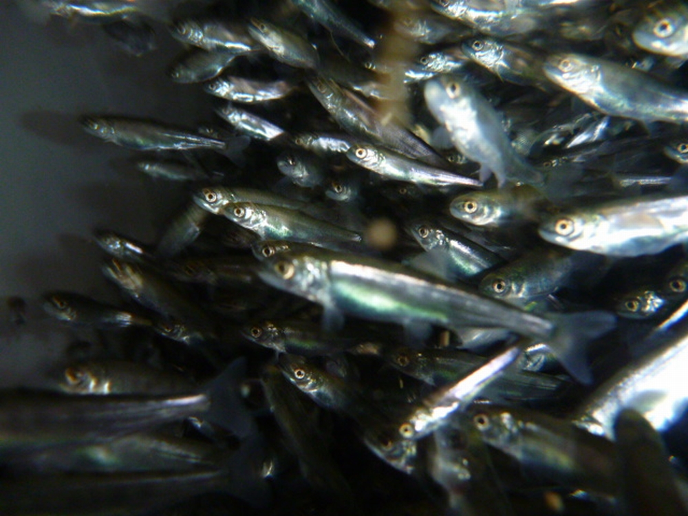 ヒメマス稚魚育成